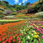 Vibrant flower gardens