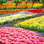 Da Lat Flower Garden