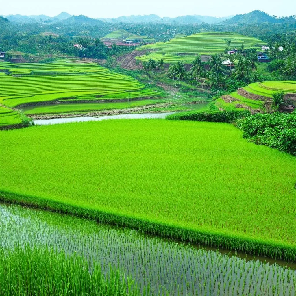 Dongxing Landscape