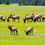 Elk Herd in Yellowstone