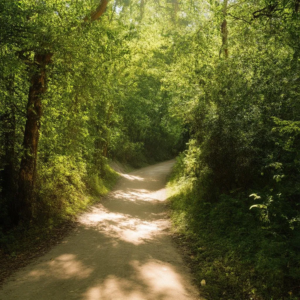 Sunlight filtering through trees on a forest path