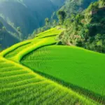 Terraced rice fields shimmer under the sun