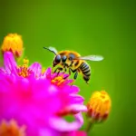 Honeybee collecting pollen