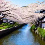 Cherry blossoms in Japan