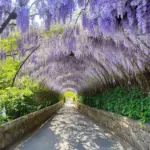 Wisteria Tunnel at Kawachi Fuji Garden