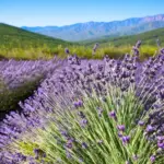 Da Lat Lavender Garden