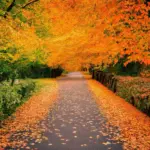 path covered in maple leaves