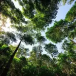 Lush green forest in Marina Chau Pha