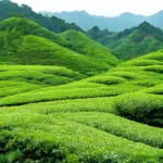 Moc Chau tea hills