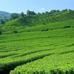 Tea Plantation in Moc Chau