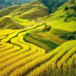 Mu Cang Chai Rice Terraces