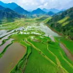 Mu Cang Chai rice terraces in May