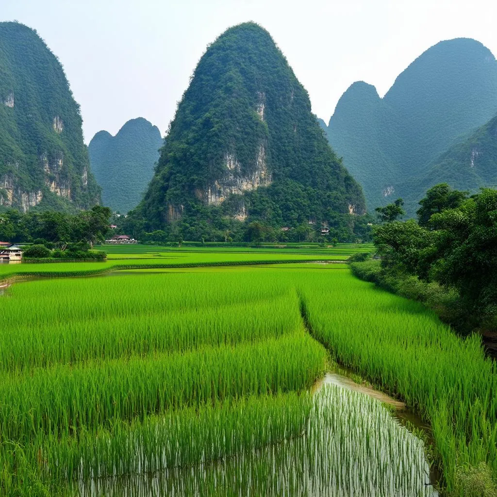 Ninh Binh Landscape