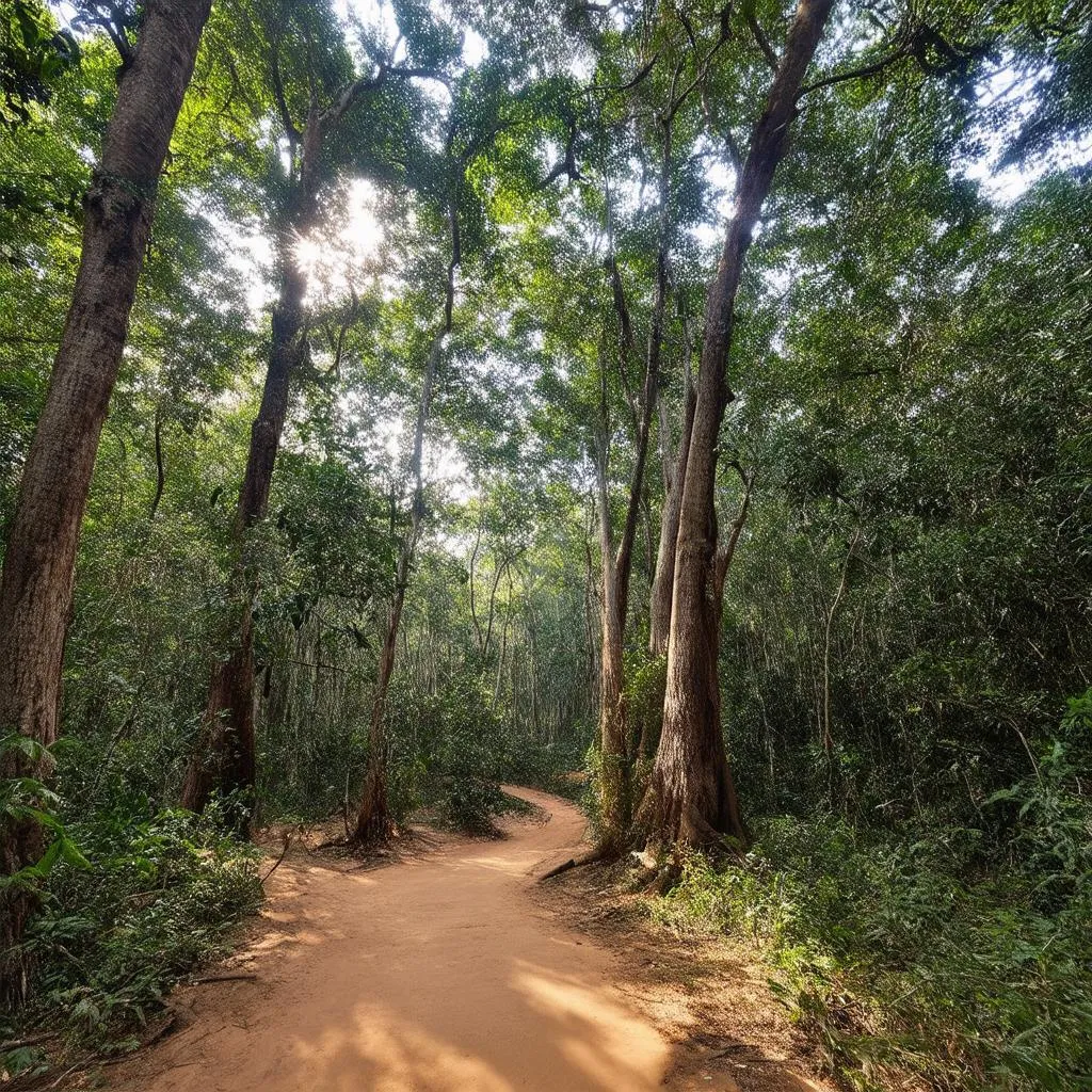 lush forest