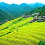 Golden Rice Fields in Pu Luong