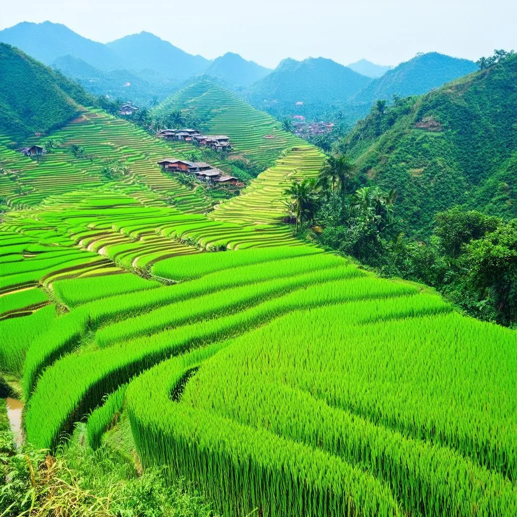 Pu Luong Rice Terraces