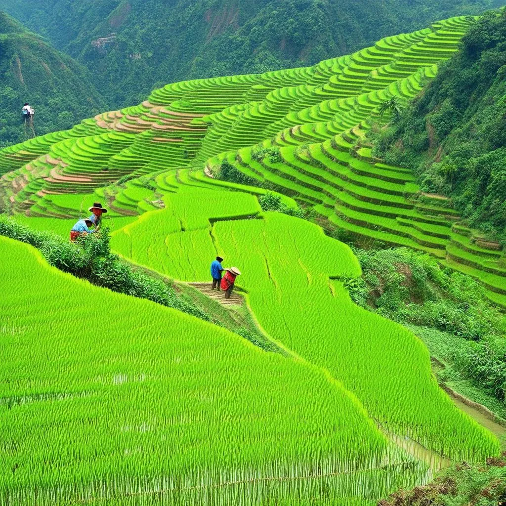 Sapa Rice Terraces