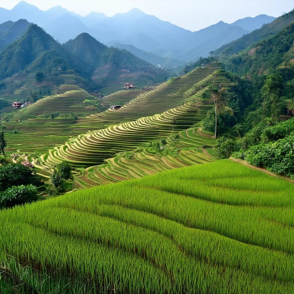 Sapa Rice Terraces