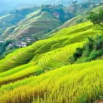 Golden rice terraces in Sapa