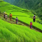 sapa rice terraces