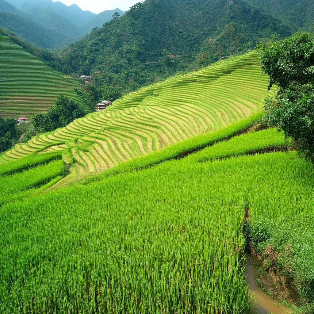 Sapa Rice Terraces