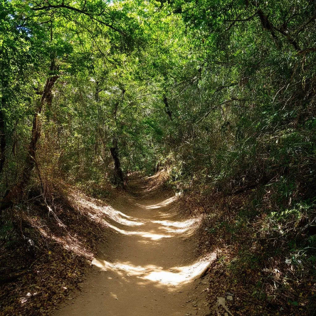 Suoi Mo Forest Path