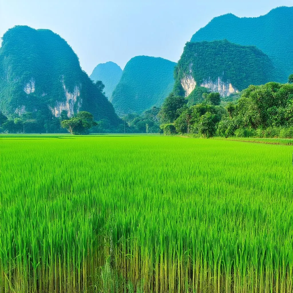 Tam Coc Rice Fields