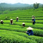 Vietnamese tea plantation