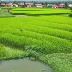 Traditional Vietnamese Village