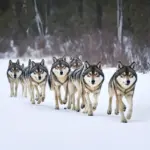 Single File Wolf Pack