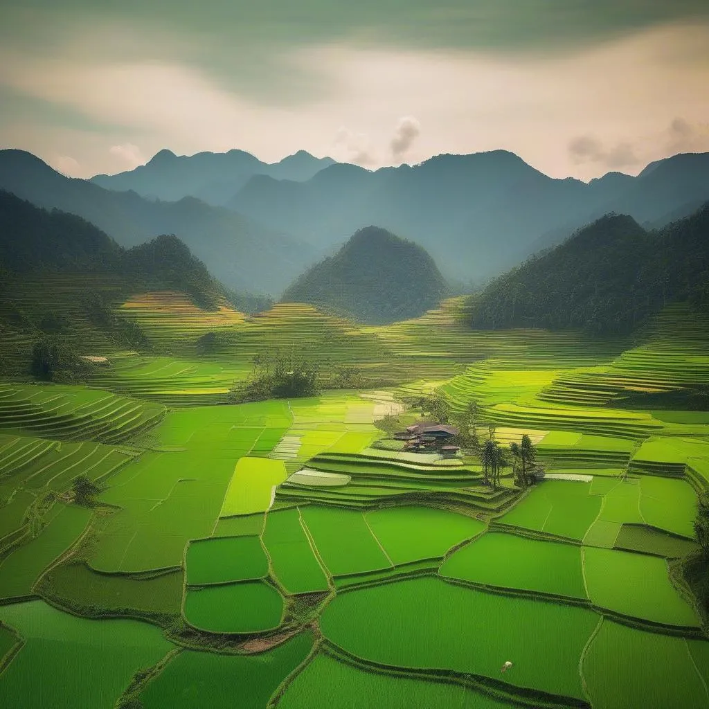 Stunning Rice Paddies in Ban Lac