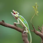 Chameleon Catching Insect