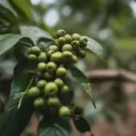 coffee plantation in vietnam