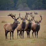 Group of male deer