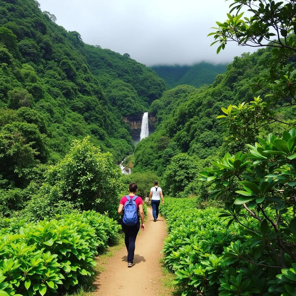 El Yunque National Forest Hiking Trail