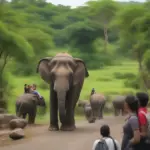 Ethical Elephant Sanctuary