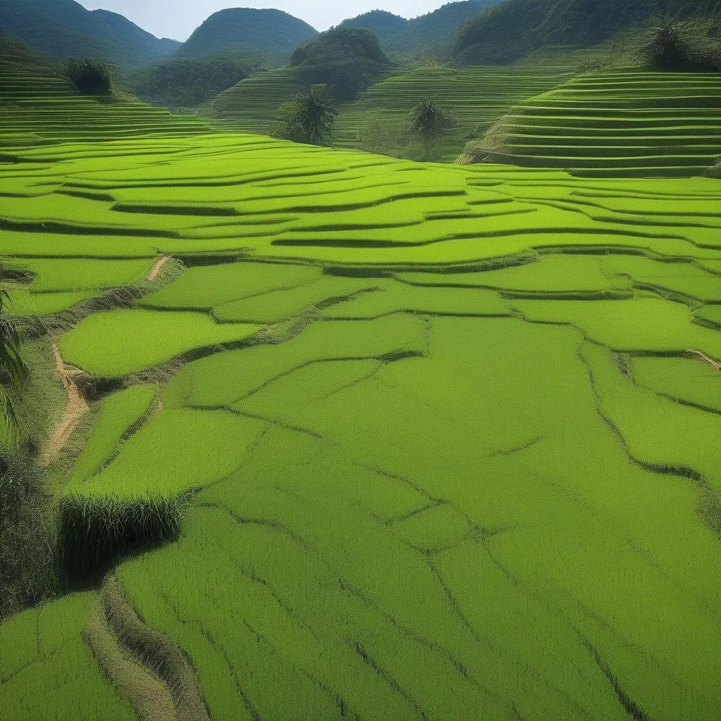 Rice fields in Go Cong