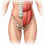 Groin muscles anatomy diagram