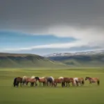 Icelandic horses grazing in a field