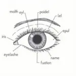 Parts of the Eye: A Labeled Diagram