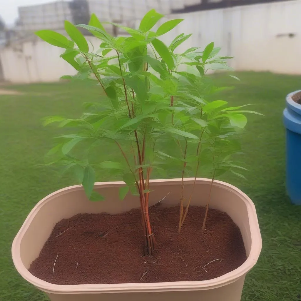 Red sandalwood sapling ready for planting