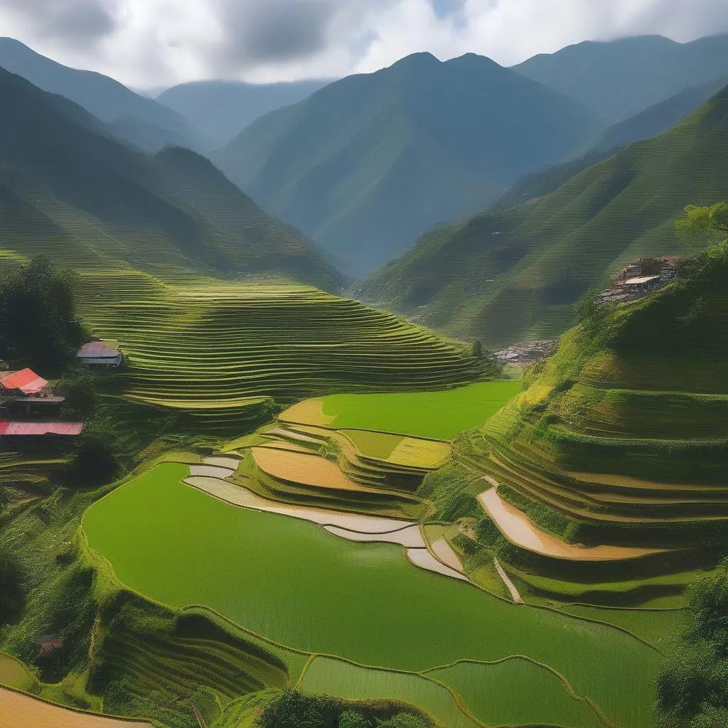 Rice Terraces in Sapa