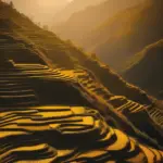 golden-rice-terraces-sapa