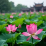 Lotus pond in West Lake, Hanoi