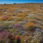 Western Australian wildflowers