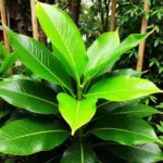 Betel Leaf Tree in Vietnamese Garden