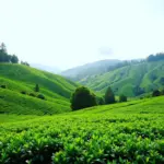 Scenic tea plantations in Cameron Highlands