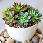 Echeveria arrangement in a ceramic pot