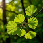 Ginkgo biloba leaves on a tree branch