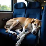 Greyhound relaxing on a bus